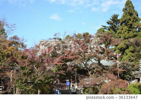 Honsenji 36133647
