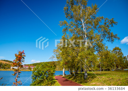 Birch Lake Lakeside promenade of autumn leaves 36133684