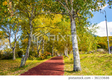 Birch Lake Lakeside promenade of autumn leaves 36133686