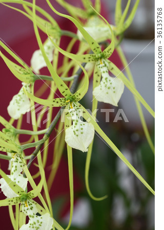 Brassia · Belcoa 36135768