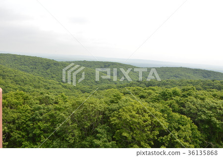 釧路濕地(北海道) 釧路濕地(北海道) 36135868
