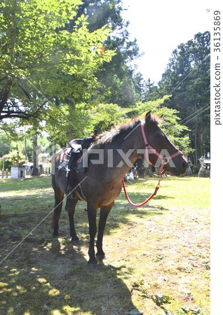 馬(Kuchi Hachimangu / Sado City,Niigata Prefecture Shimohisa) 馬(Kuchi Hachimangu / Sado City,Niigata Prefecture Shimohisa) 36135869