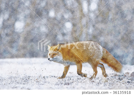 Hokkaido wild foxes watercolor 36135918