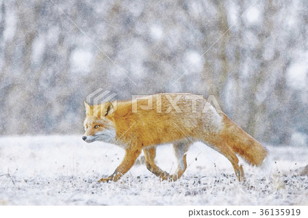 Hokkaido wild foxes watercolor 36135919