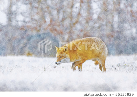 Hokkaido wild foxes watercolor 36135929