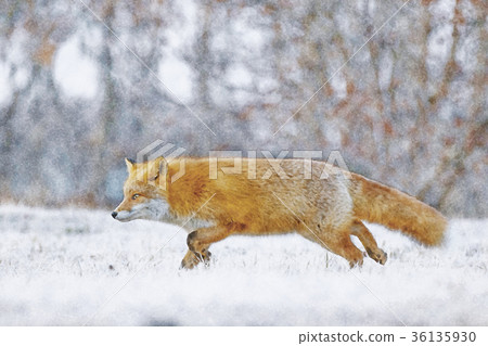Hokkaido wild foxes watercolor 36135930