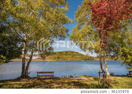 Birch lake with autumn leaves promenade by lake 36135970