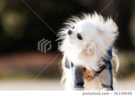 奇瓦瓦要欺負 36136049