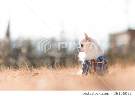 Chihuahua wearing a checked shirt 36136052