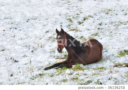 Thoroughbred Snowfield Thoroughbred Thoroughbred Snowfield Thoroughbred 36136258