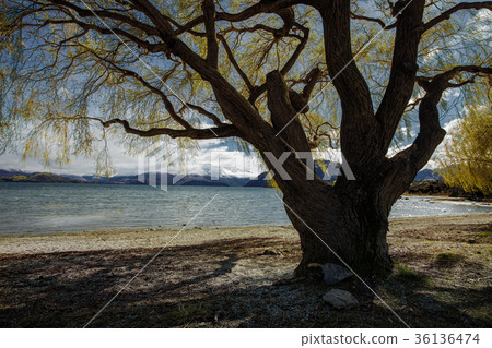 lake wanaka new zealand 36136474