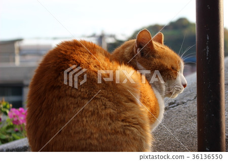 Onomichi cat Onomichi cat 36136550