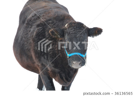 黑毛和牛 36136565