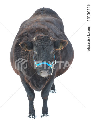 Japanese beef Japanese beef 36136566