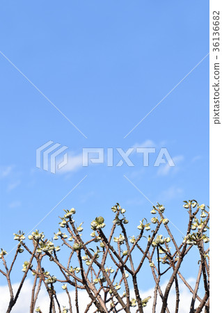 Bud of Mitsumata (November) 36136682