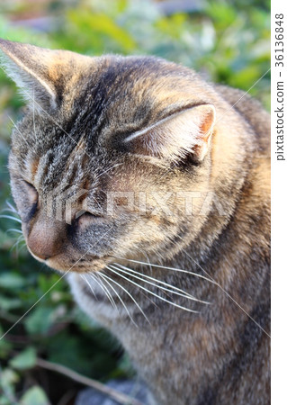 Onomichi cat 36136848