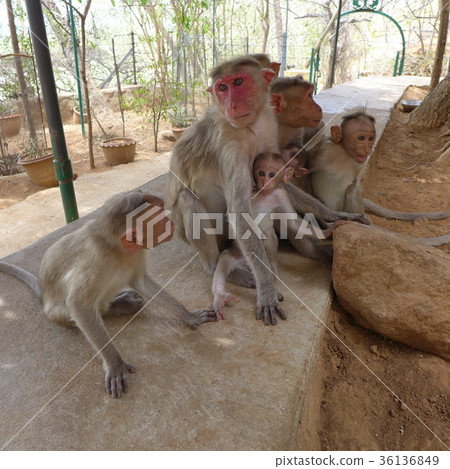 Parent and child monkeys in the southern India, Arunachala mountain 36136849