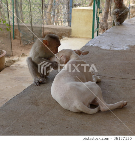 狗猴怎麼樣？ （在印度南部的Arunachala山區） 36137130