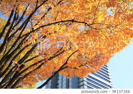 Keyaki open space and Saitama Shintoshin Keyaki open space and Saitama Shintoshin 36137168