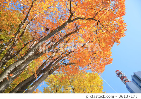 Keyaki open space and Shintoshin Keyaki open space and Shintoshin 36137173