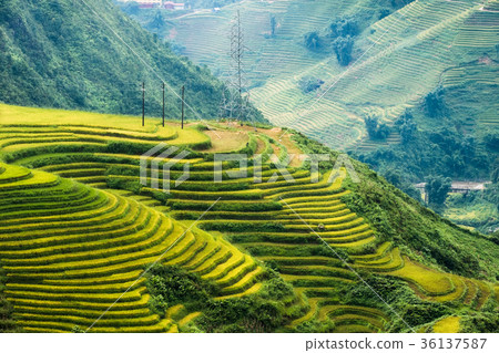 View of rice field terraced glowing on mountain 36137587