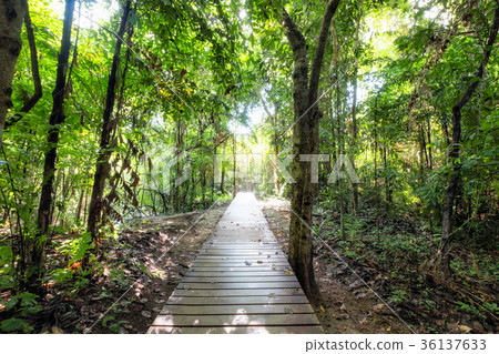 Wooden walkway on tropical rainforest 36137633