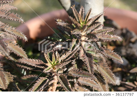 長壽/不朽的鳥蛾 長壽/不朽的鳥蛾 36137797