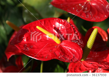 Anthurium 36137930