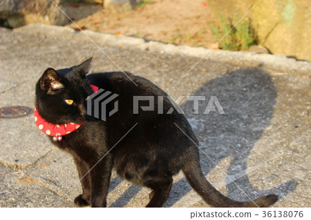 Onomichi cat Onomichi cat 36138076