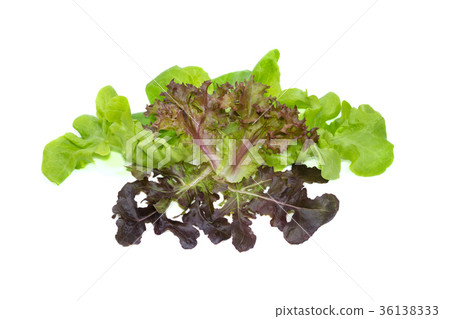 hydroponic vegetable leaf on white background 36138333