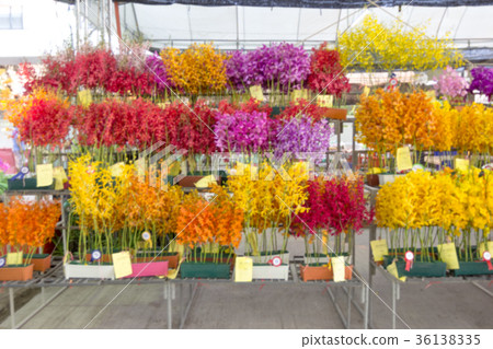 Out of focus,various orchids blur background 36138335