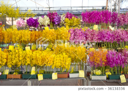 Out of focus,various orchids blur background 36138336