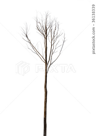 dry tree isolated on white background 36138339