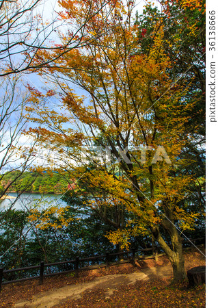 Autumn leaves of Lake Nodake Omura City, Nagasaki Prefecture Autumn leaves of Lake Nodake Omura City, Nagasaki Prefecture 36138666