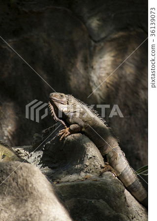 Green iguana or Common iguana  36139073