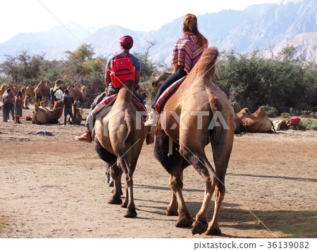 Camels in the Nubra Valley (Ladak Region) Camels in the Nubra Valley (Ladak Region) 36139082