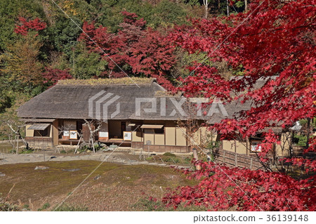 Nishiyamaso in the fall 36139148