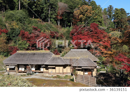 Nishiyamaso in the fall 36139151