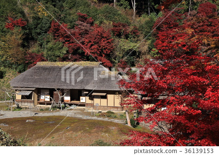 Nishiyamaso在秋天 Nishiyamaso在秋天 36139153