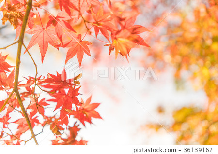 Autumn leaves Autumn leaves 36139162