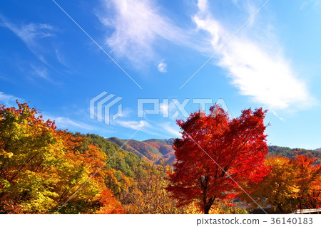 Lake Momiji Autumn leaves 36140183