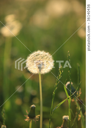 Dandelion Seeds Blowball Dandelion Seeds Blowball 36140436