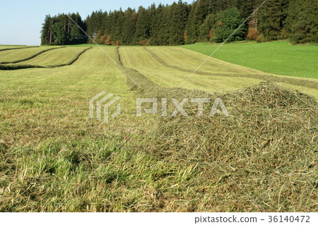 Hay windrows in the field 36140472