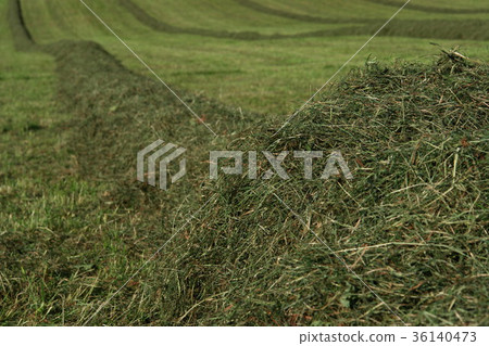 Hay windrows in the field Hay windrows in the field 36140473