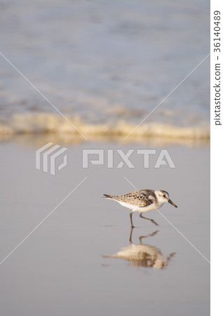 Running Sandpiper (Scolopacidae Family) 36140489