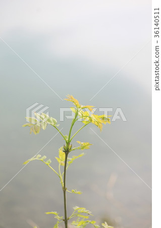 Green Leaves, Shallow Focus Green Leaves, Shallow Focus 36140511