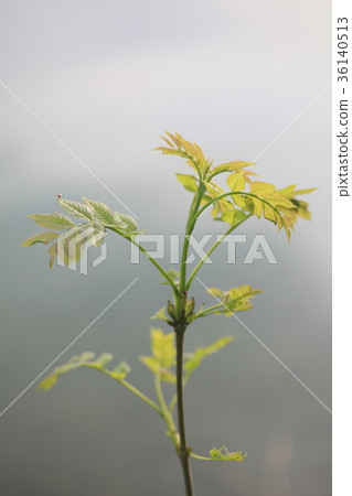 Green Leaves, Shallow Focus Green Leaves, Shallow Focus 36140513