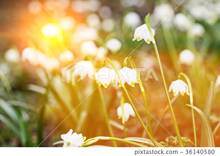 snowflake flare spring 36140580