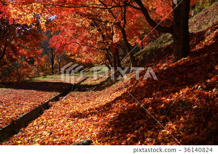 11月Momiji湖12色葉節日 36140824