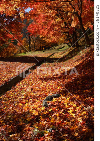 November Momiji lake 13 colored leaves festival 36140825